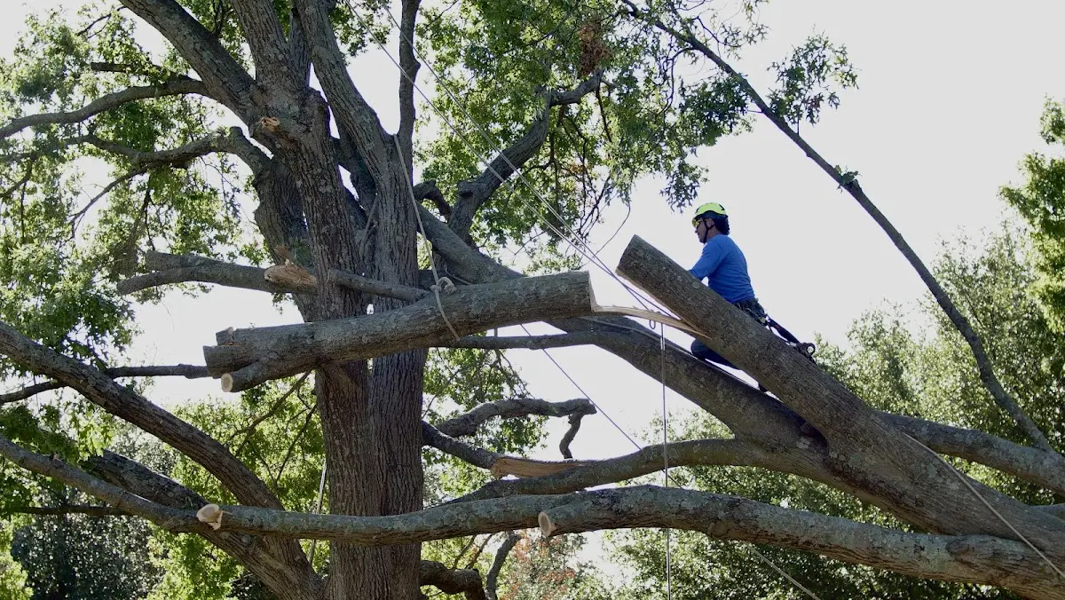 Professional Hazardous Tree Removal performed by certified arborists in Elgin