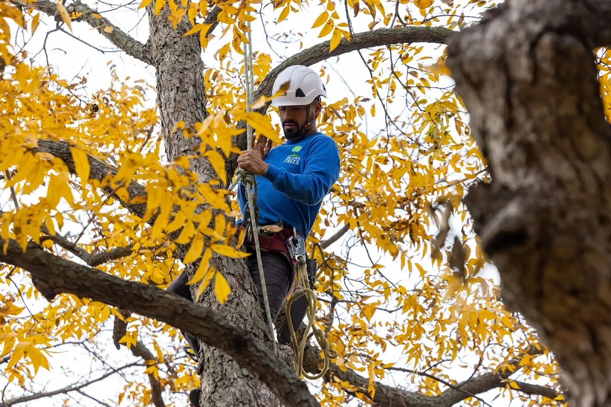 Skilled Emergency Tree Service crew working in Elgin
